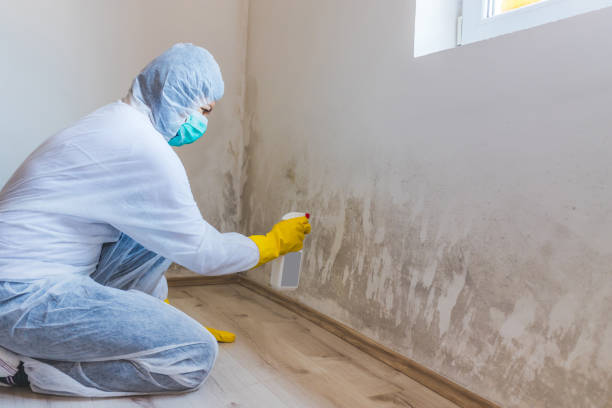 Licensed Basement Mold Removal service in Charlestown, MA - WQB Mold Removal
