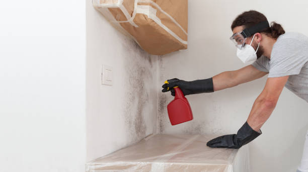 Professional Basement Mold Removal technician working in Charlestown, MA