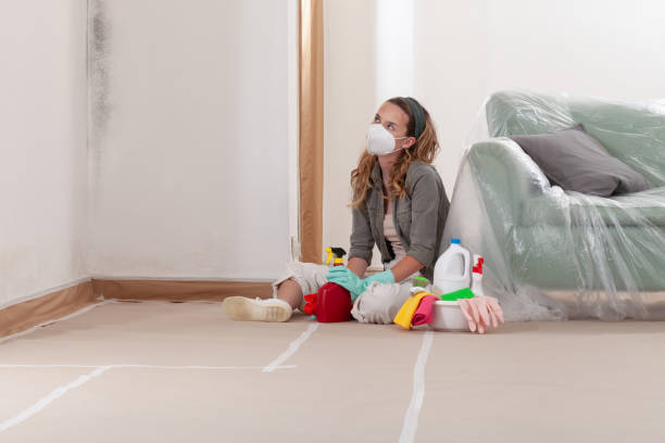 Reliable Basement Mold Removal contractor in Charlestown, MA by WQB Mold Removal