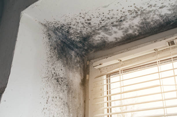 Affordable Basement Mold Removal solutions in Charlestown, MA